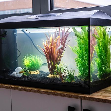 马尔康巴勒尔Studio Chaleureux Avec Aquarium公寓 外观 照片