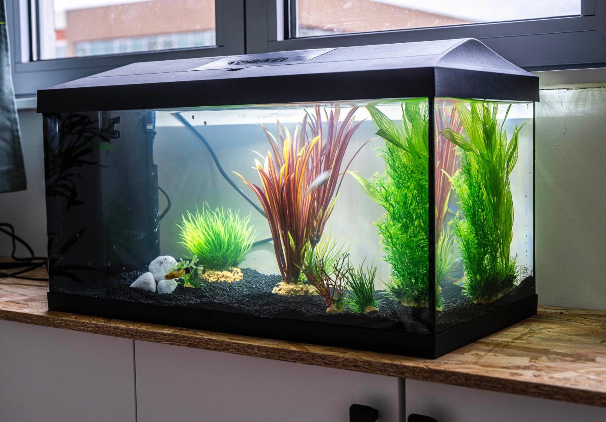 马尔康巴勒尔Studio Chaleureux Avec Aquarium公寓 外观 照片